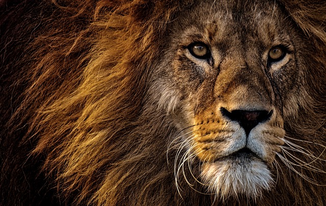 Ontdek het plezier van dieren met animalfun.be